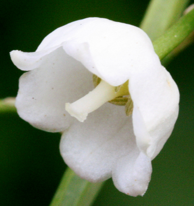 Lily of the valley (Convallaria majalis), flower