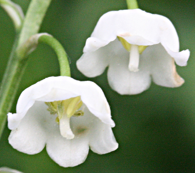 Lily of the valley (Convallaria majalis), flowers