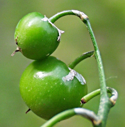 Lily of the valley (Convallaria majalis), fruit