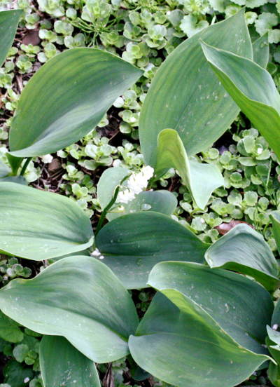 Lily of the valley (Convallaria majalis)