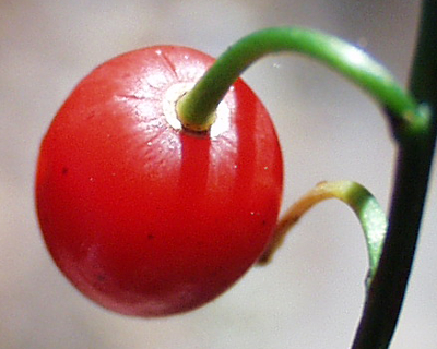 Convallaria majalis, lily of the valley, fruit