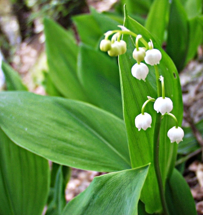 Convallaria majalis, Lily of the valley