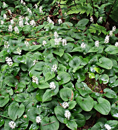 Maianthemum bifolium, May lily