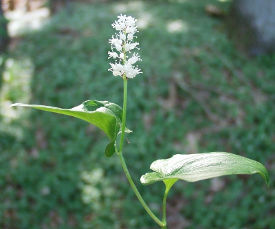 Maianthemum bifolium, May lily, inflorescence