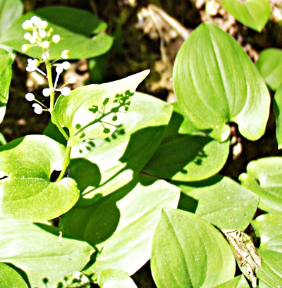 Maianthemum bifolium, May lily, leaves