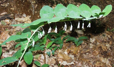 Polygonum multiflorum, Solomon's-seal, inflorescences