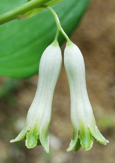 Polygonatum multiflorum, Solomon's seal, flowers