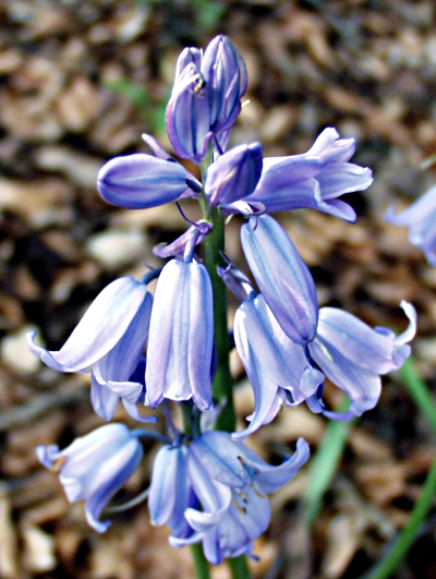 Hyacinthoides x massartiana, hybrid bluebell, habit