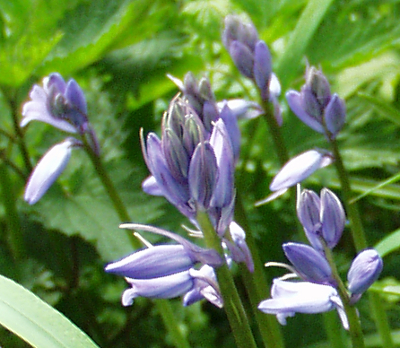 Hyacinthoides x massartiana, hybrid bluebell, buds