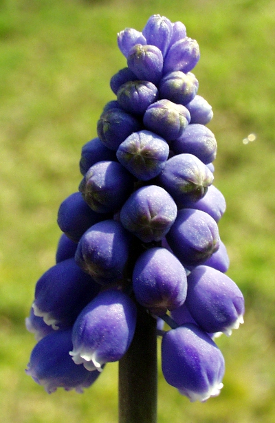Armenian grape hyacinth (Muscari armeniacum)