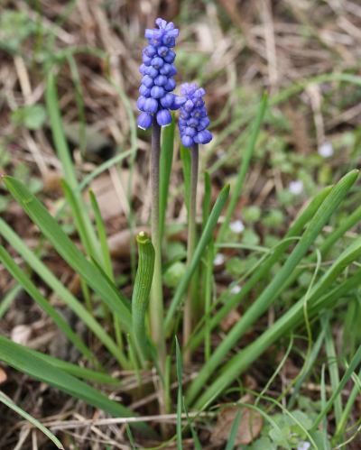 Common grape hyacinth (Muscari botryoides)