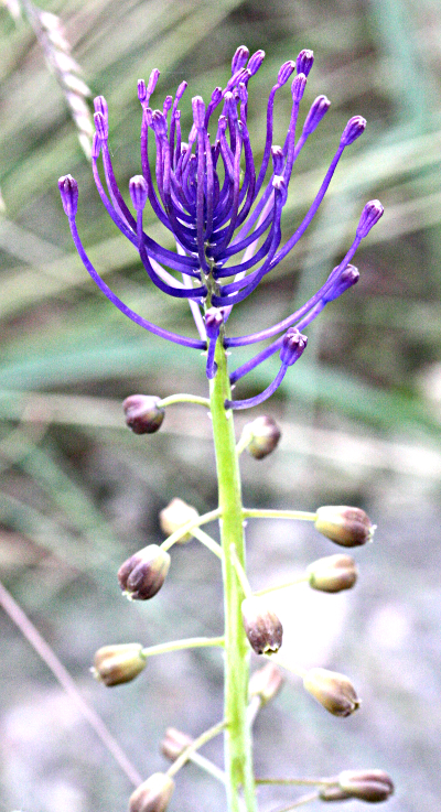 Tassel hyacinth (Muscari comosum)