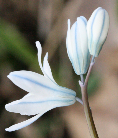 Puschkinia scilloides, striped squill, buds