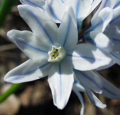 Puschkinia scilloides, Striped squill, flower