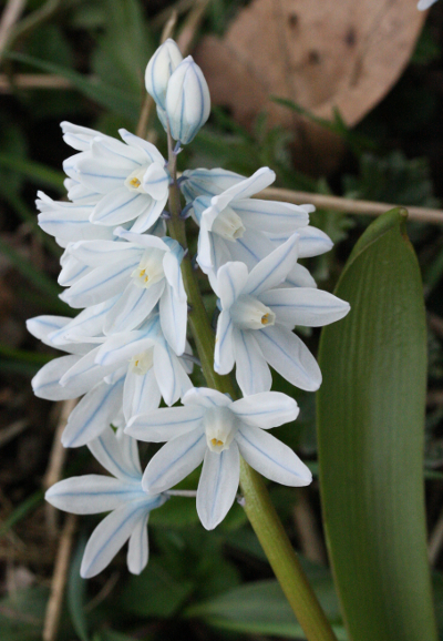 Puschkinia scilloides, Puschkinia inflorescence