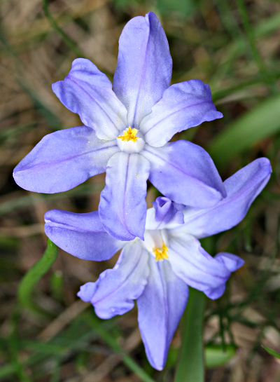 Scilla luciliae, Lucile's glory-of-the-snow, flowers