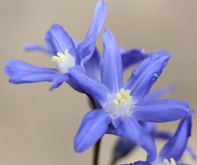 Scilla sardensis, lesser glory-of-the-snow, flower
