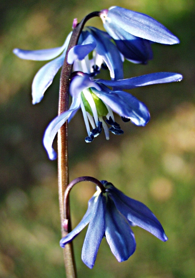 Scilla siberica, Siberian squill, inflorescence