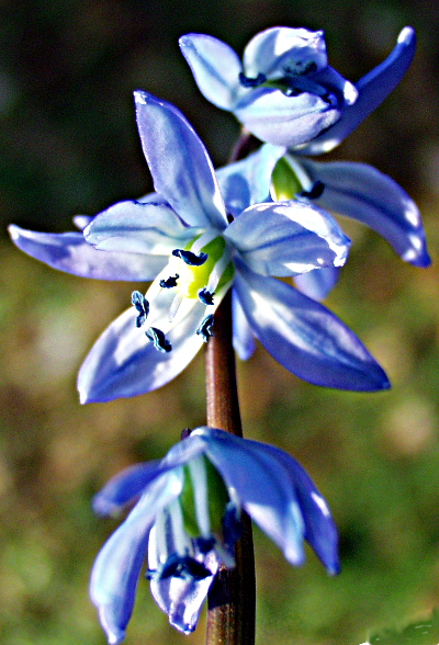 Scilla siberica, Siberian squill