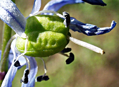 Scilla siberica, Siberian squill, fruit