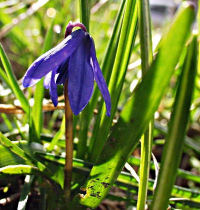 Scilla siberica, Siberian squill