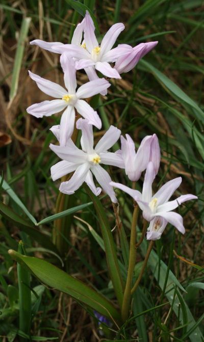 Scilla siehei, Siehe's glory-of-the-snow