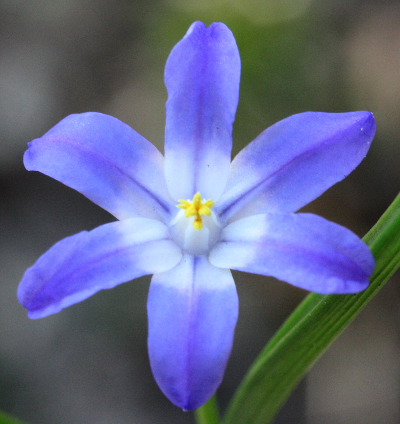 Scilla siehei, Siehe's glory-of-the-snow, flower