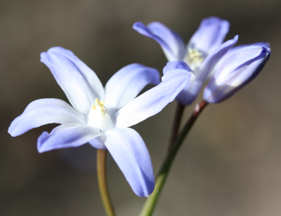 Scilla siehei x luciliae, hybrid glory-of-the-snow