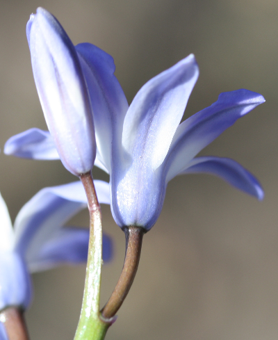 Scilla siehei x luciliae, hybrid glory-of-the-snow, bud