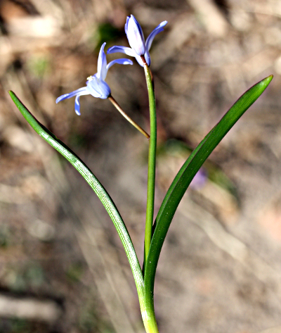 Scilla siehei x luciliae, hybrid glory-of-the-snow
