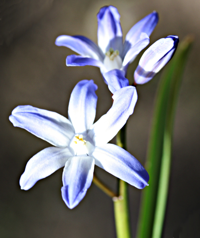 scilla siehei x luciliae, hybrid glory-of-the-snow, inflorescence
