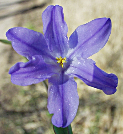 Scilla luciliae, Lucile's Glory-of-the-snow