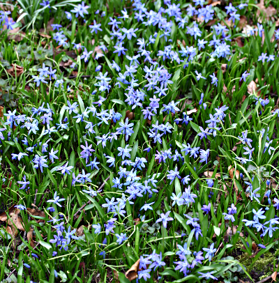 Scilla siberica, Siberian squill