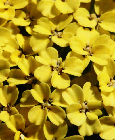 Avchillea filipendulina, fernleaf yarrow