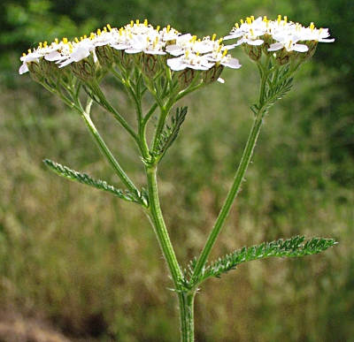 Achillea millefolium, common yarrow