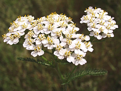 Achillea millefolium, common yarrow, inflorescence