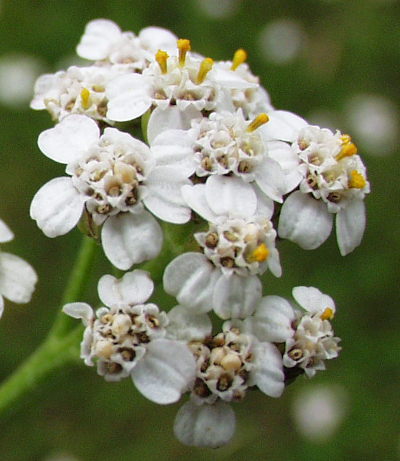 Achillea millefolium, common yarrow, flower heads
