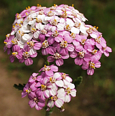 Achillea millefolium, common yarrow, inflorescence