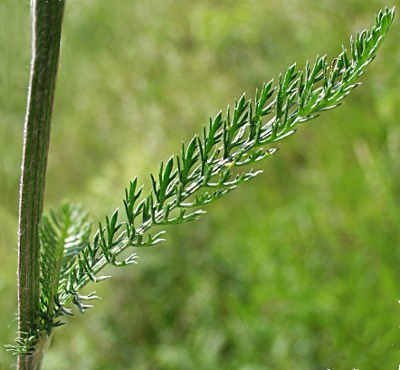 Achillea millefolium, common yarrow, leaf