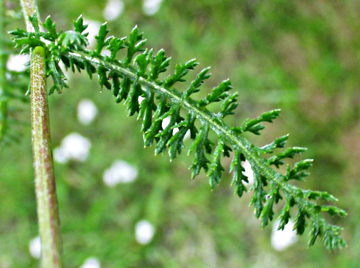 Achillea millefolium, common yarrow, leaf