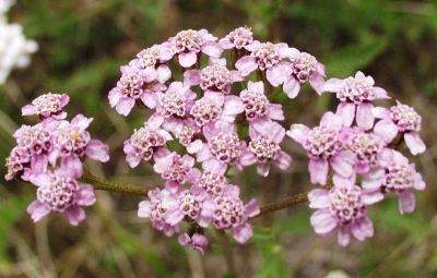 Achillea millefolium, common yarrow, inflorescence