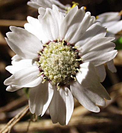 Achillea ptarmica, sneezewort, Blütenkorb