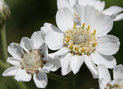 Achillea ptarmica, sneezewort, flower head