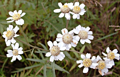 Achillea ptarmica, sneezewort, inflorescence