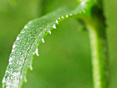 Achillea ptarmica, sneezewort, leaf teeth