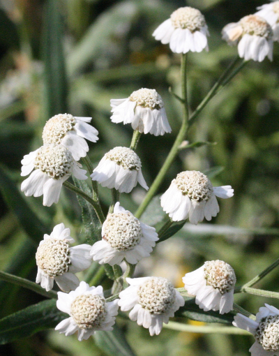 Achillea salicifolia, willowleaf yarrow, inflorescence