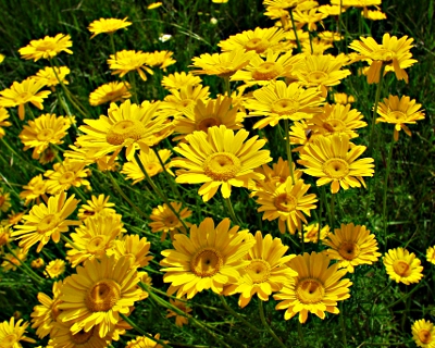 Anthemis tinctoria, golden marguerite, flowers