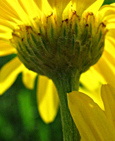 Anthemis tinctoria, golden marguerite, involucre