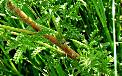 Anthemis tinctoria, golden marguerite, leaves