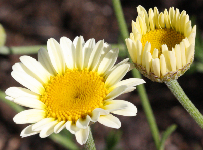 Anthemis tinctoria 'Sauce Hollandaise'